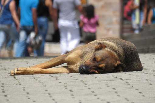 Abandono y maltrato animal: ¿cómo regula el Código Penal los delitos cometidos contra los animales?